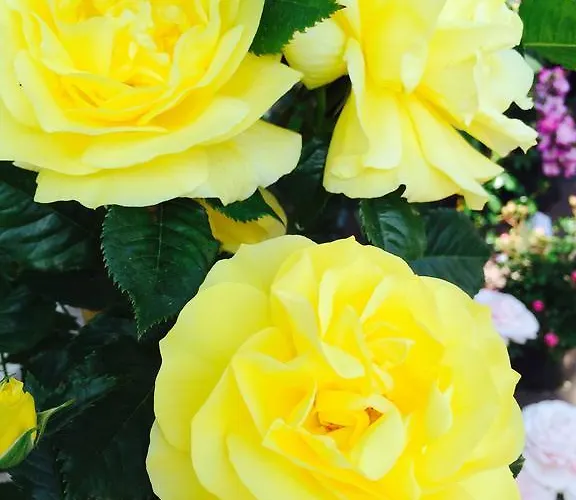 Le Festival 3* Κάννες