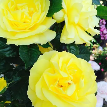 Le Festival 3* Cannes